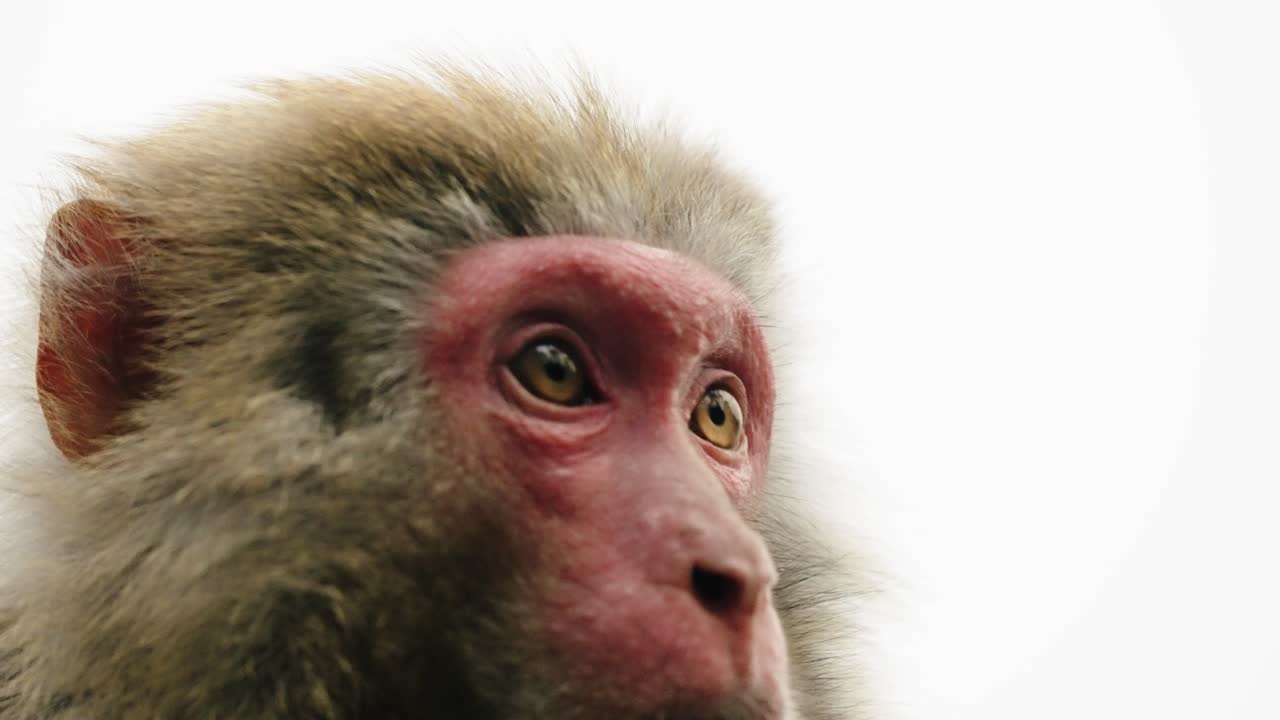 A detailed close-up of a Tibetan macaque (Macaca thibetana) gazing sideways against a bright white backdrop.