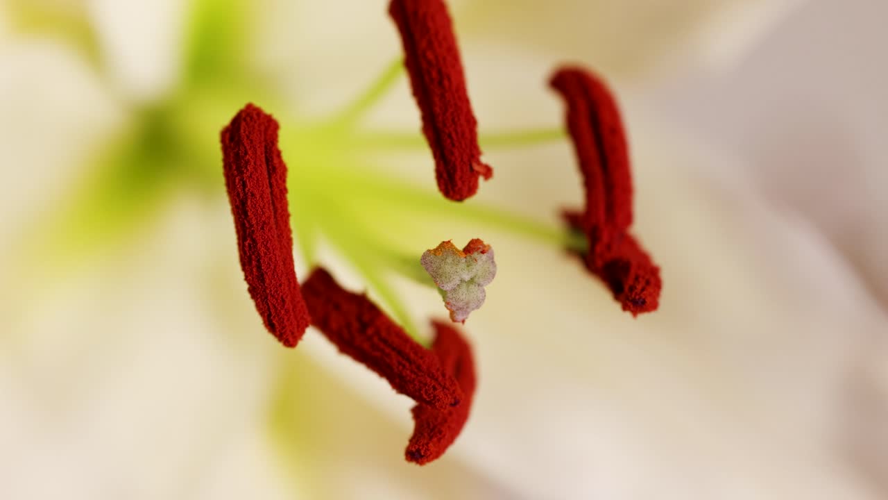 Close-up of lily flower stamens and pistil with subtle camera movement, highlighting intricate details and vibrant colors