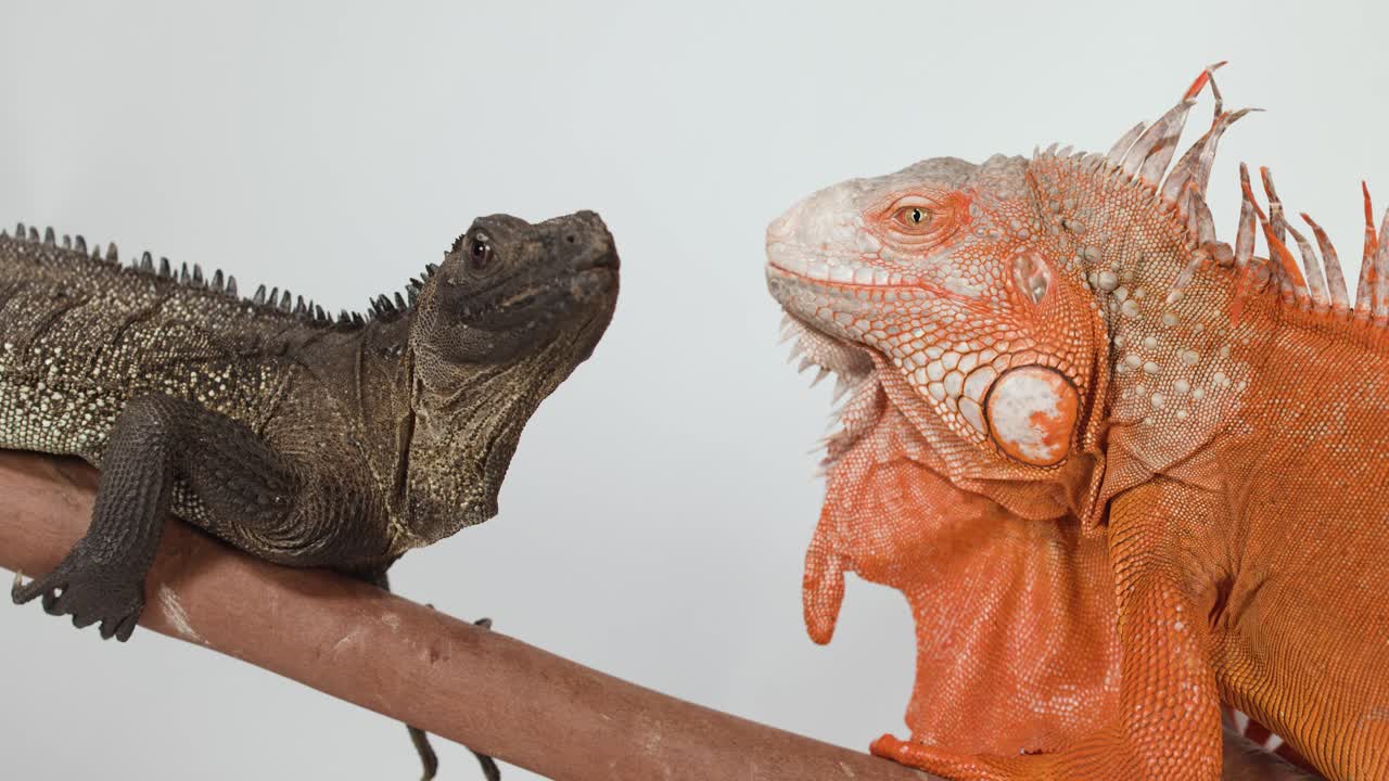 Una iguana roja vibrante y un lagarto marrón interactúan en una rama sobre un fondo blanco
