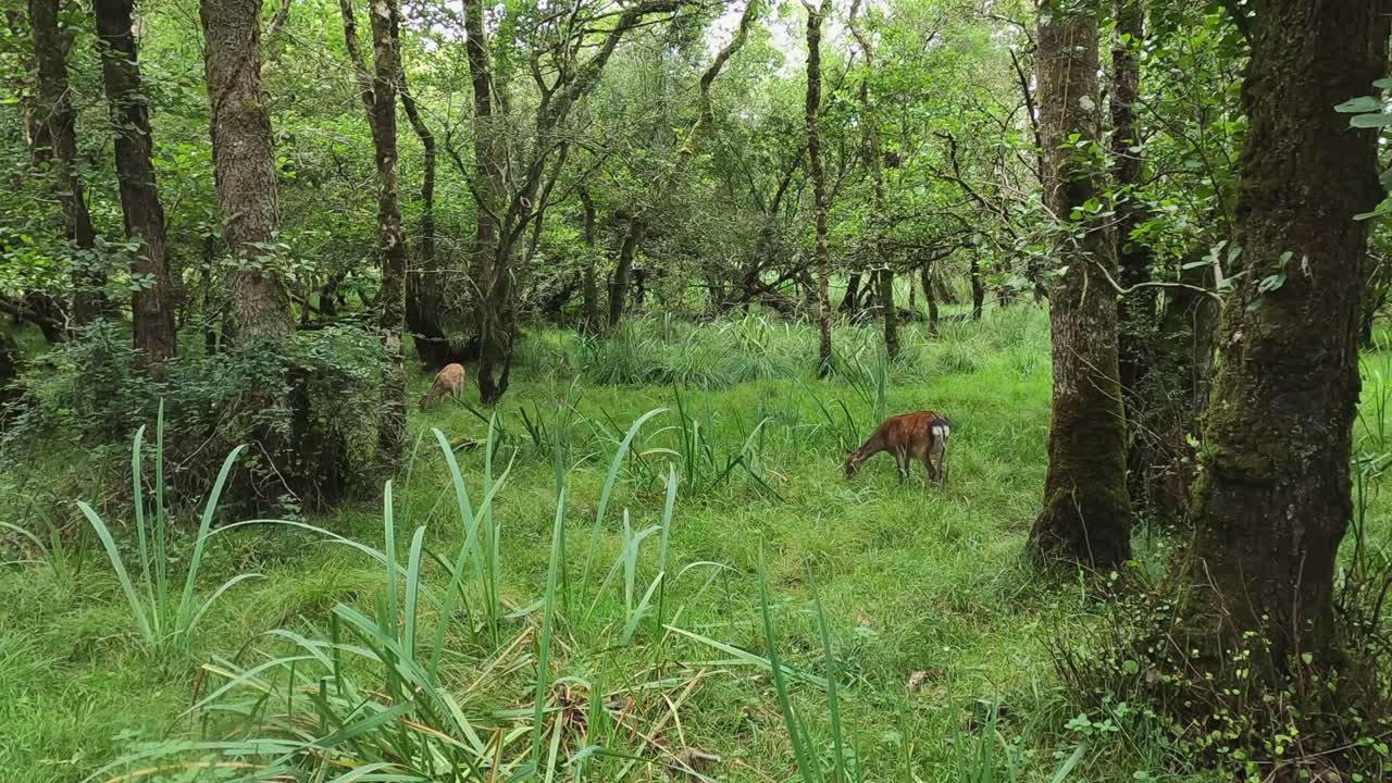 dos pesados ciervos sika pastan en la hierba verde vívida en el exuberante bosque irlandés