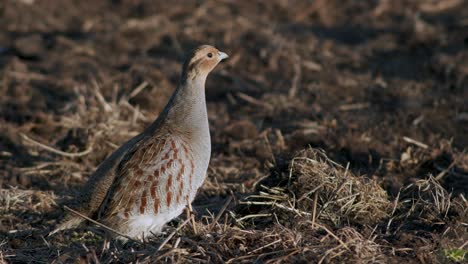 Perfect-closeup-of-gray-partridge-bird-walking-on-road-and-grass-meadow-feeding-and-hiding