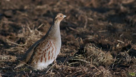 primer plano perfecto de pájaro perdiz gris caminando por la carretera y pradera de hierba alimentándose y escondiéndose