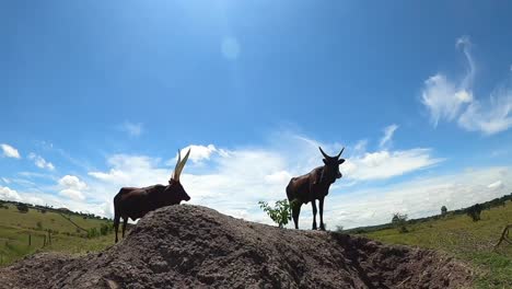 ankole cattle in pasture mountains during sunny day in uganda, east africa