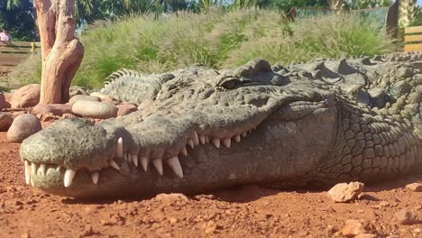 el cocodrilo yace relajado en el suelo arenoso con grandes dientes y piel de reptil y disfruta del sol con el lago de prado en el hitnergrund