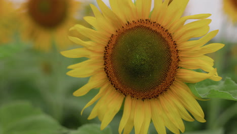 dolly en tiro de un girasol en plena floración en un campo rural de la india durante la temporada de monzones