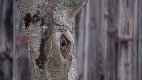 in tree trunk, blue tit