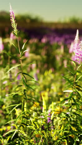 colorful flower field