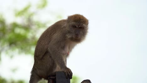 Wild-crab-eating-macaque-or-long-tailed-macaque,-macaca-fascicularis-perched-on-top-of-the-a-steel-beam-with-food-crumbs-all-over-its-face-and-wondering-around-its-surroundings,-close-up-shot