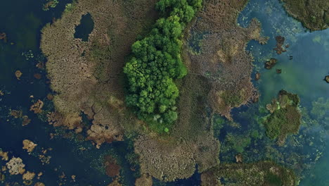 Drone-overview-over-calm-lake-water-with-thick-under-growth-at-daytime