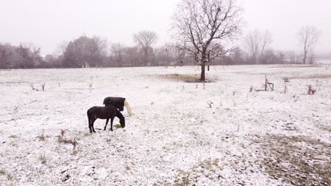 Horses-grazing-in-snow-during-winter-near-Flat-Rock-Michigan