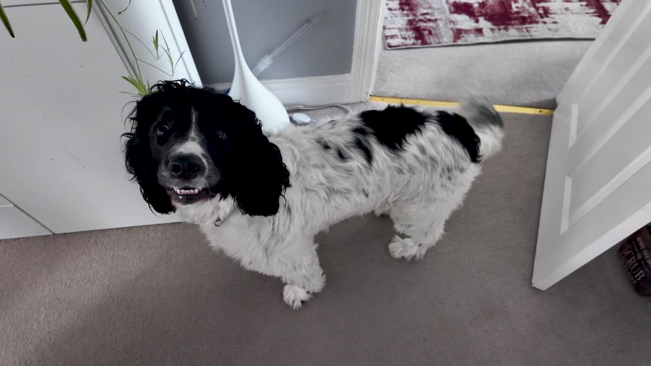 Friendly English Springer Spaniel standing in a welcoming and cozy home environment. Slow Motion