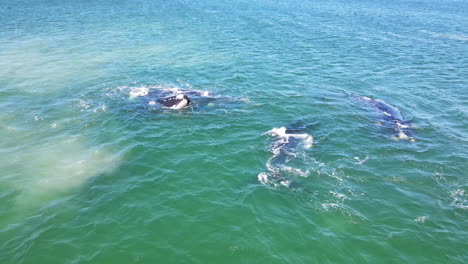 group of bulls vying to copulate with single southern right whale cow, aerial