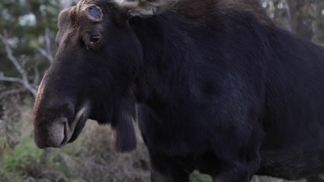 moose blowing air through nose jiggling slomo