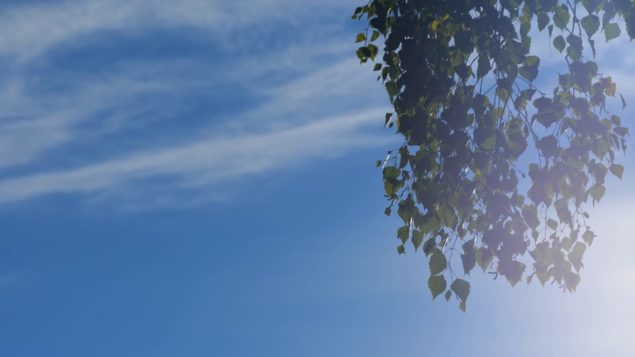 푸른 하늘 배경 에 있는 초록색 버치 잎