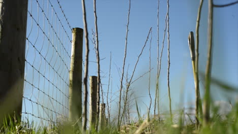 static shot of young saplings planted with fencing to protect against deer and rabbits, part of a rewilding hedgerow restoration project.