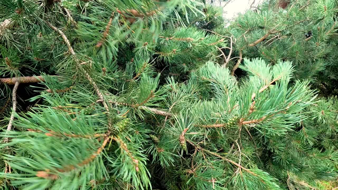 Pine branches gently moving in the breeze