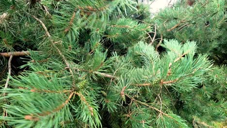 pine branches gently moving in the breeze