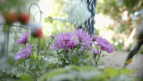 Sección-Media-De-Una-Pareja-Caucásica-Mayor-Regando-Plantas-En-Un-Jardín-Soleado,-Cámara-Lenta