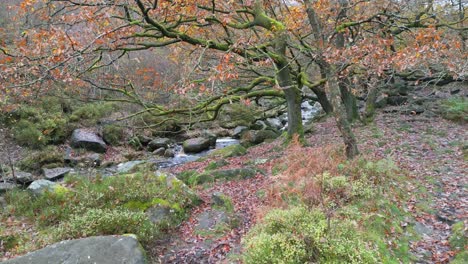 Tranquil-winter-woodland-with-a-slow-stream,-golden-oak-trees,-and-fallen-leaves,-offering-a-peaceful-and-relaxing-scene