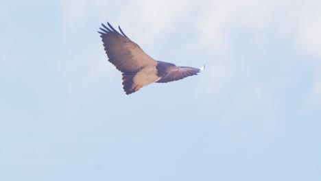 black chested buzzard eagle seen gliding at eye level with its whites on display