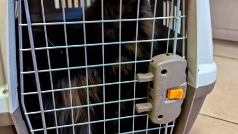 close-up of a man's hand with a bleeding hand from a cat scratch, with the angry pet locked in a carrier cage in the background after the attack