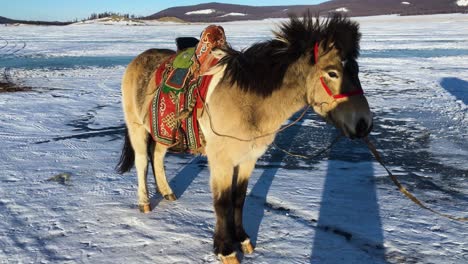 tamed mongolian horse with colourful saddle on frozen lake khovsgol, mongolia