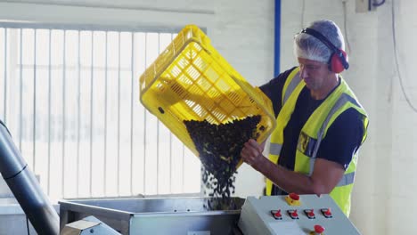 worker putting harvested olive in machine