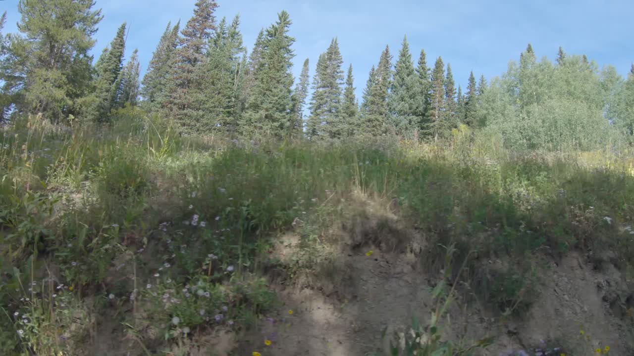 Window footage of pine and aspen forests in Colorado 4k 60fps.
