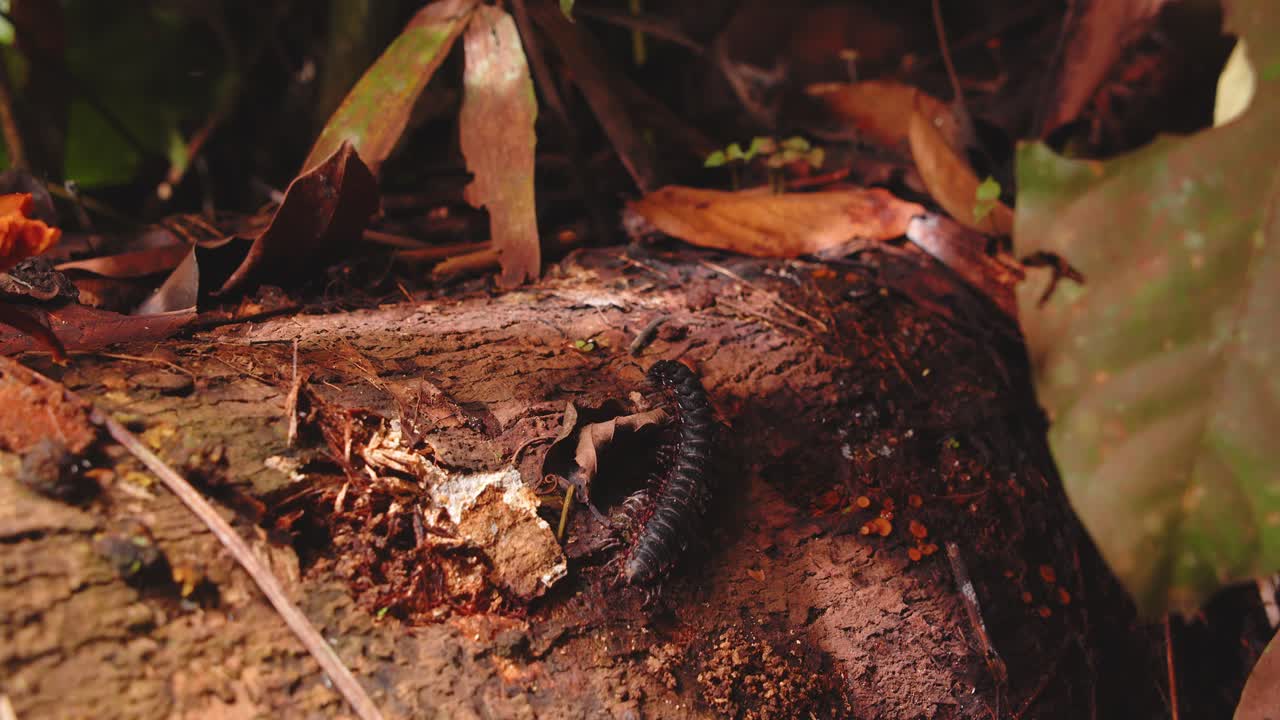 A lone millipede explores damp undergrowth in Peru’s rainforest during the stillness of morning.
