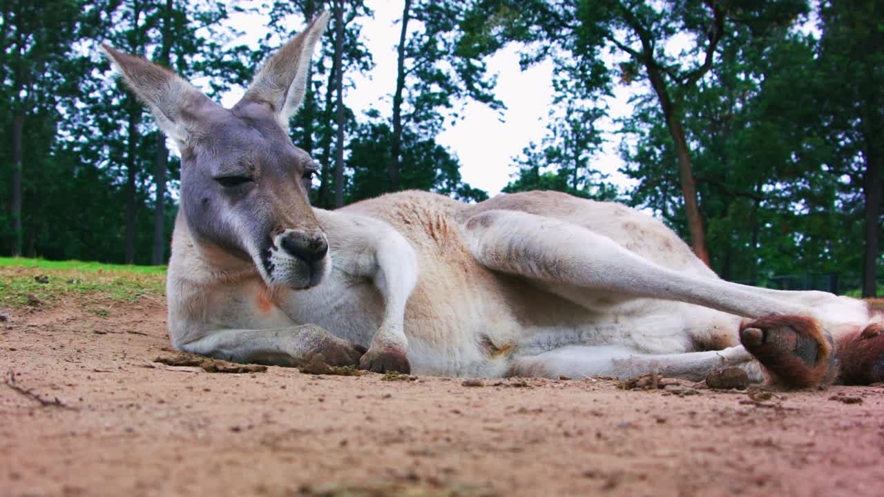 Close up red kangaroo resting on ground, sunny day, Australia.