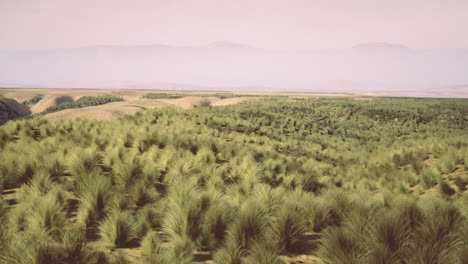 Vast green plains with rolling hills under a clear sky during dusk