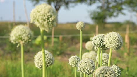 blooming onion flower head in agricultural farm garden summertime rural scene