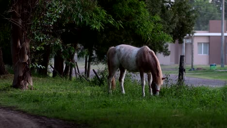 Un-Caballo-Pasta-En-Un-Parque-En-Un-Pueblo-Rural-En-Santa-Fe,-Argentina