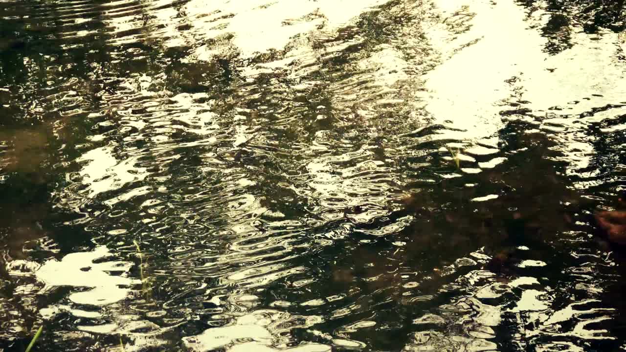 황금빛 해가 지는 빛의 반사 물의 파동에 빛납니다.