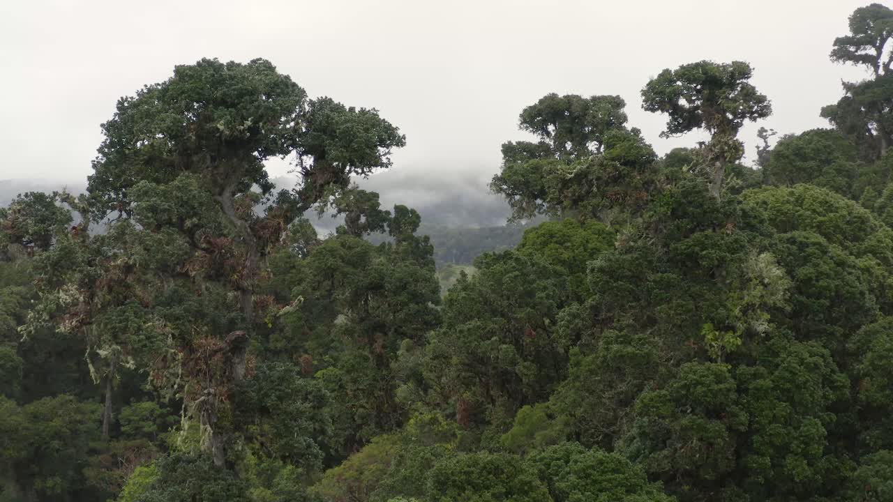 excelente toma aérea de una selva tropical nublada en costa rica