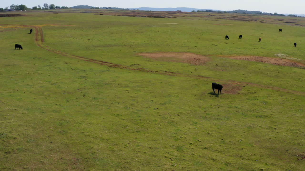 Voo sobre gado bovino pastando em um pasto rural.