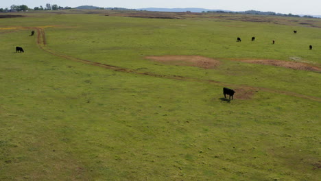 fly over livestock cows grazing on a countryside pasture