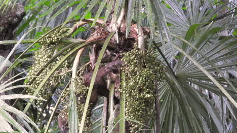 static shot of a caoti at the top of a pindo palm tree eating fruit