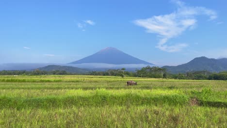 buffaloes are eating grass in a meadow with a beautiful view