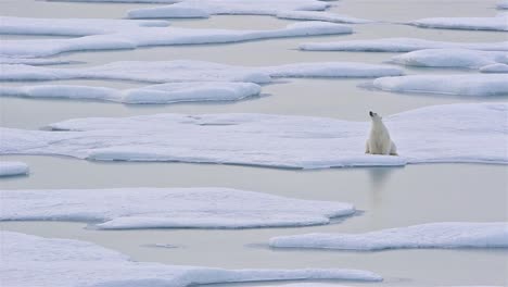 Large-polar-bear-sitting-on-sea-ice-reflecting-in-a-pond-at-Norwegian-Bay-on-the-Bjorne-Peninsula