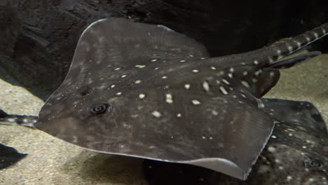 stingray fish - myliobatoidei. underwater shot of spotted grey venomous fish swimming and searching for food. dangerous aquatic animal