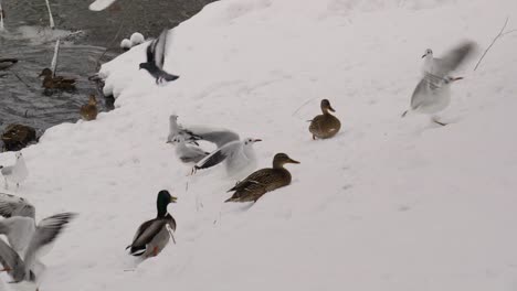 Patos,-Gaviotas-Y-Palomas-Buscando-Comida-En-Un-Parque-Público-En-Un-Día-Nevado