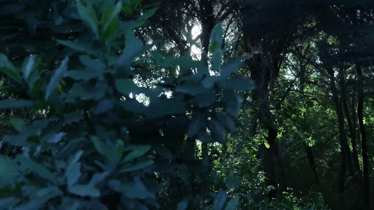Luce solare a chiazze che illumina una foresta verde lussureggiante