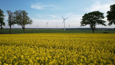 Car-riding-next-to-a-yellow-rapeseed-field