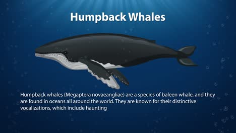 animated humpback whales swimming in the ocean depths