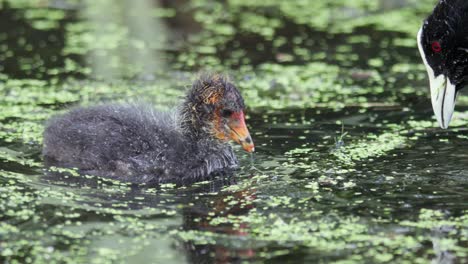 bebé pájaro coot australiano con padres nadando y alimentándose en cámara lenta