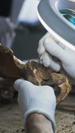 conservación de huesos de cadera fósiles