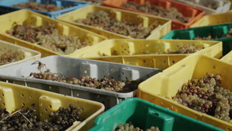 rows of boxes with harvested harvest of white sheep town. raw materials for the production of white wine