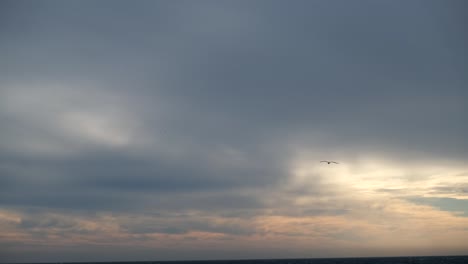 seagulls fly high in the overcast sky.