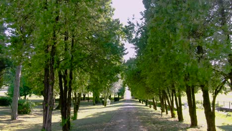 slowly flying through trees over a path in a park